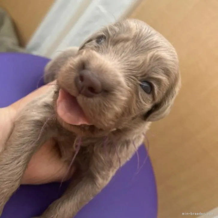 ID：2311-00741の子犬