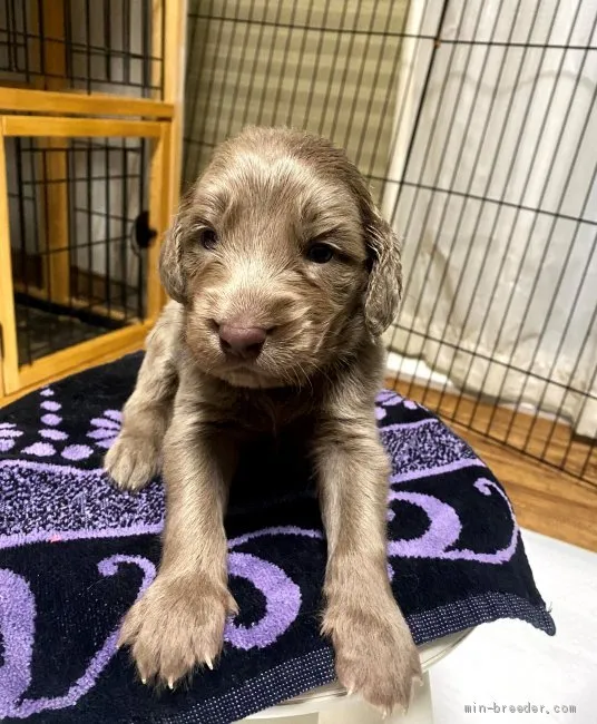 Aco 様のお迎えした子犬