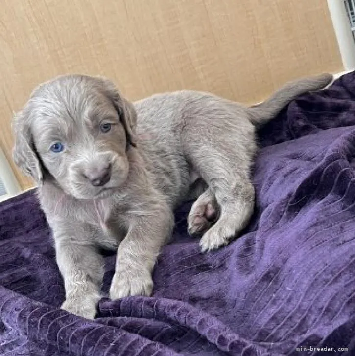 ID:2211-01443の子犬