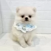 ポメラニアン
