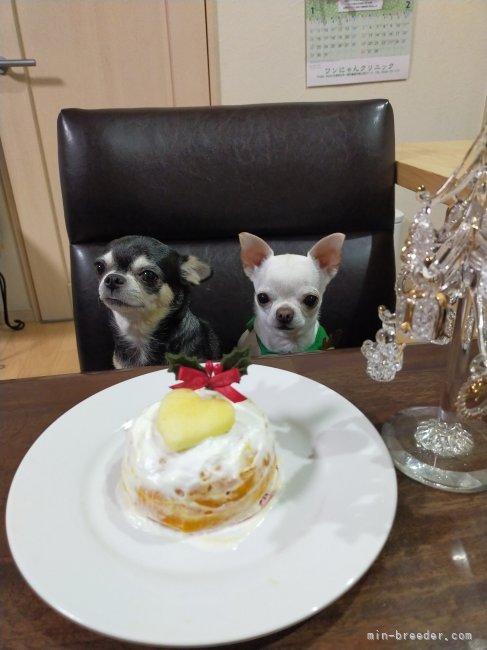 クリスマス会☆彡｜立川　美歩(たちかわ　みほ)ブリーダー(福島県・チワワ(ロング)など・JKC登録)の紹介写真10