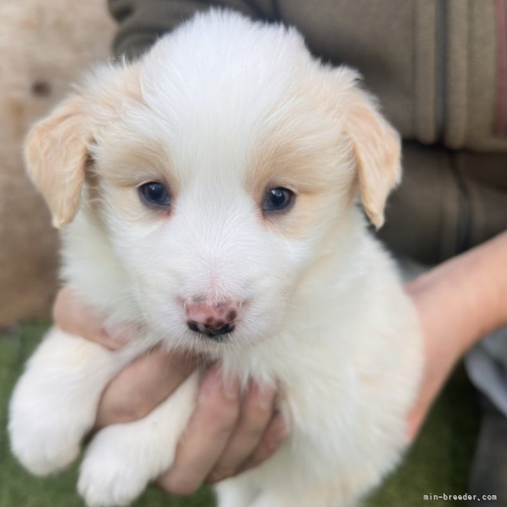 ブリーダー画像