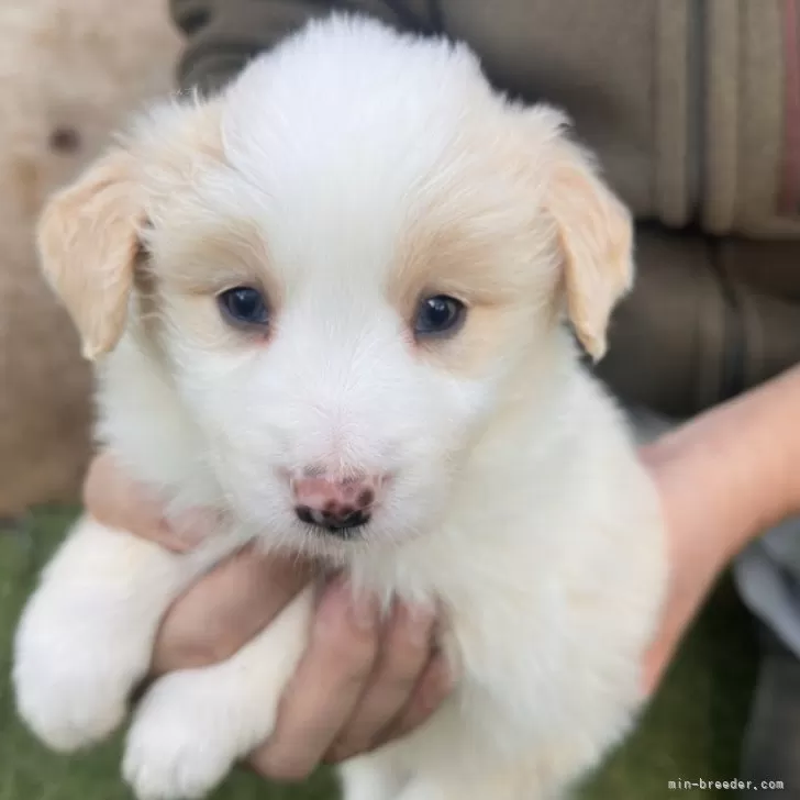 ボーダーコリー【愛知県・男の子・2025年9月23日・クリーム&amp;ホワイト】の写真1