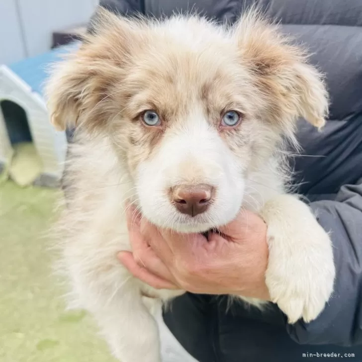 Hi 様のお迎えした子犬
