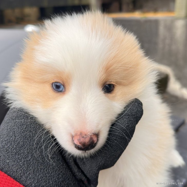 ブリーダー画像