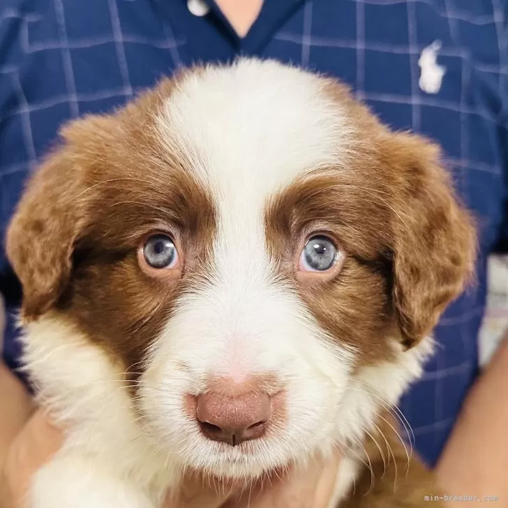 ID:2508-03152の子犬