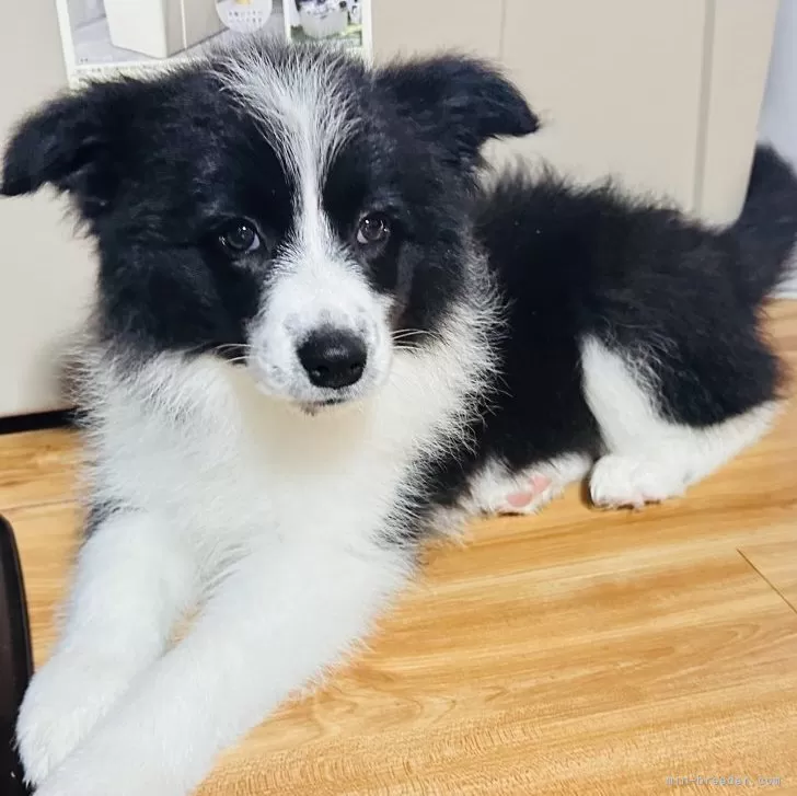 ケロ 様のお迎えした子犬
