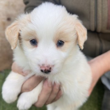 ボーダーコリー【愛知県・男の子・2025年9月23日・クリーム&ホワイト】の写真「小柄の元気な男の子」
