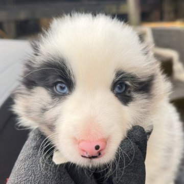 ボーダーコリー【愛知県・男の子・2025年9月23日・ブルーマールトライカラー】の写真「レアなブルートライカラー」