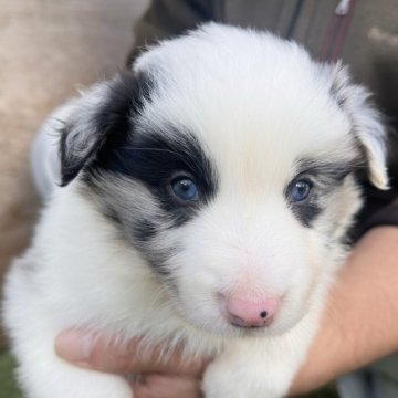 ボーダーコリー【愛知県・男の子・2025年9月23日・ブルーマールトライカラー】の写真「レアなブルートライカラー」