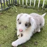 ボーダーコリー