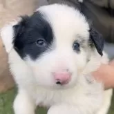 ボーダーコリー