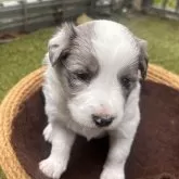 ボーダーコリー