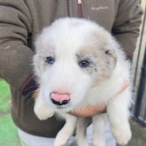 ボーダーコリー