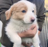 ボーダーコリー