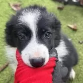 ボーダーコリー