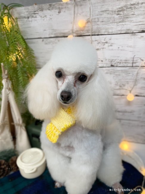 タイニープードル【・女の子・2021年3月29日・ホワイト】