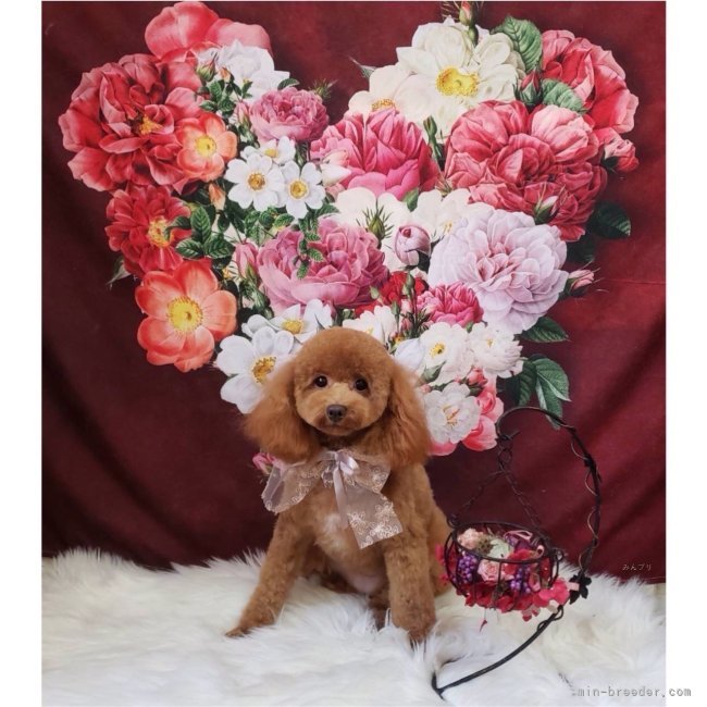 タイニープードル【・女の子・2022年10月27日・レッド】