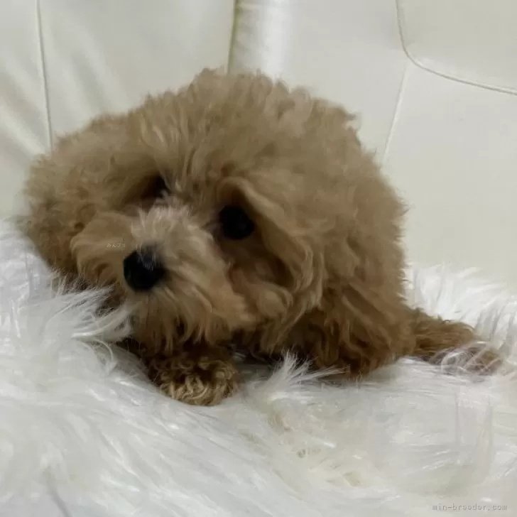 ID：2409-05866の子犬