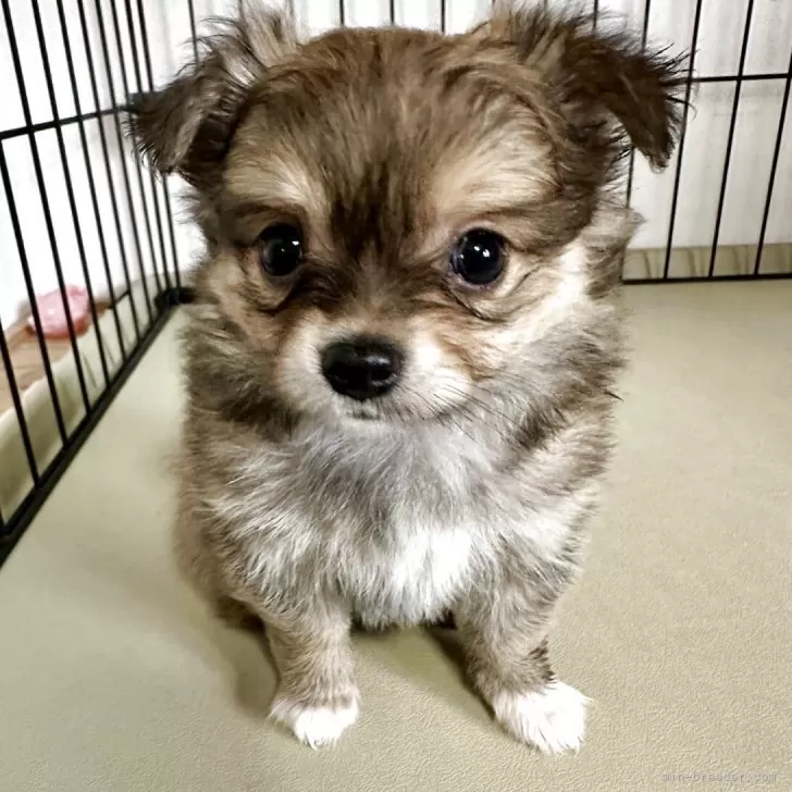 ID：2506-05359の子犬