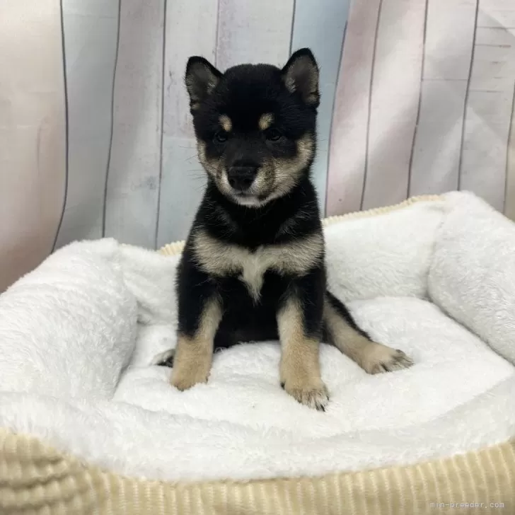 ID:2506-05353の子犬