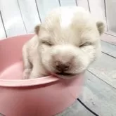 豆柴