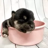 豆柴
