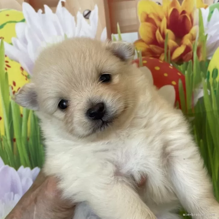 M.Y 様のお迎えした子犬