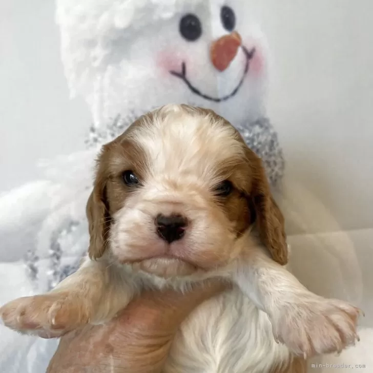 キャバリア【北海道・男の子・2025年11月10日・ブレンハイム】の写真1