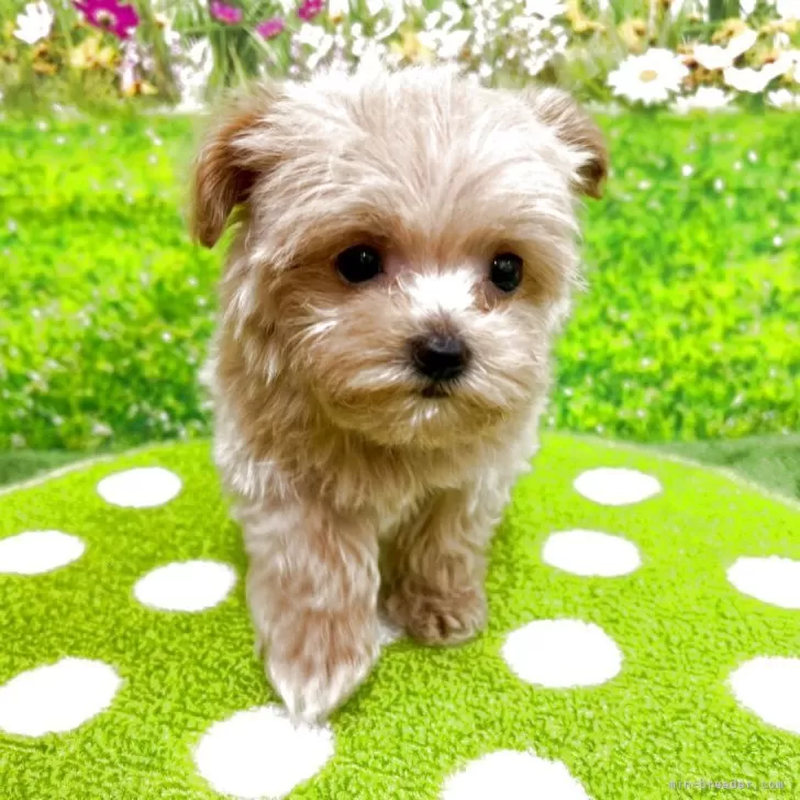 ID:2505-04288の子犬