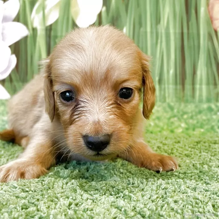 ツクシ&サクラ 様のお迎えした子犬