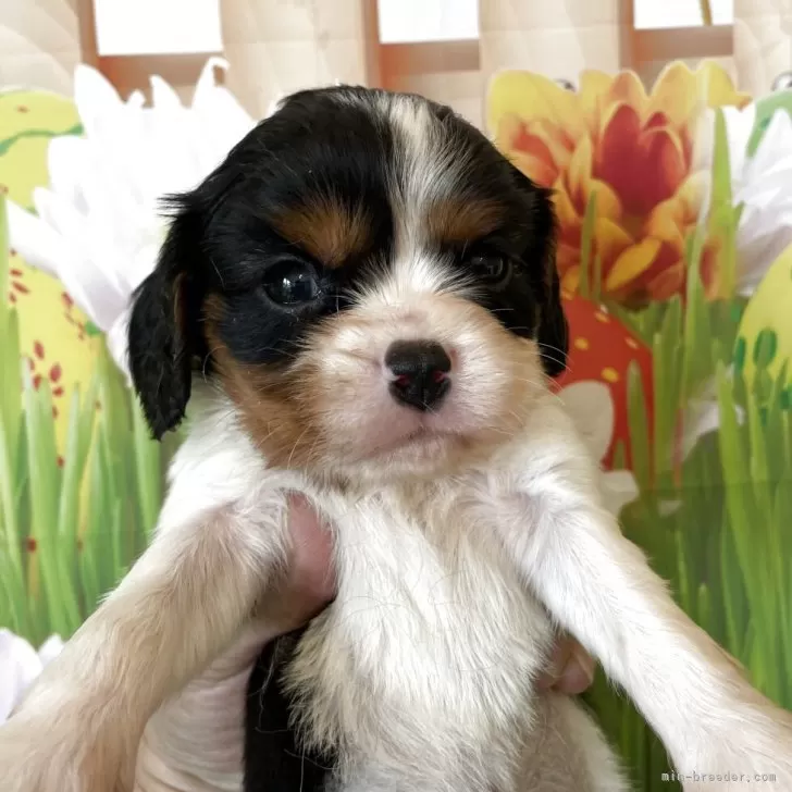 ID：2506-02109の子犬