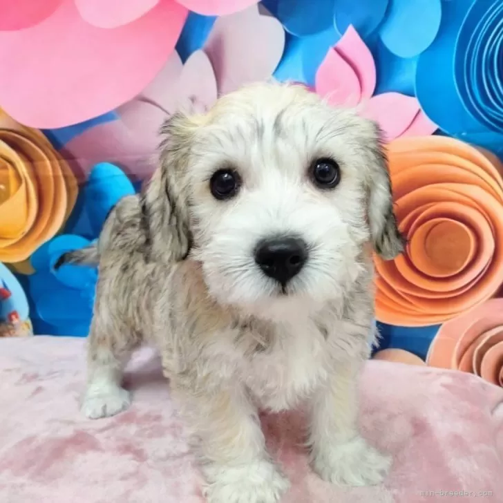 ID:2411-03754の子犬