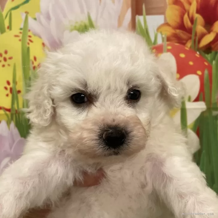 ID：2411-02277の子犬