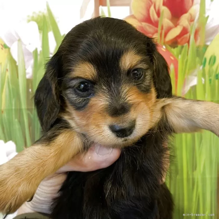 ID:2504-07825の子犬
