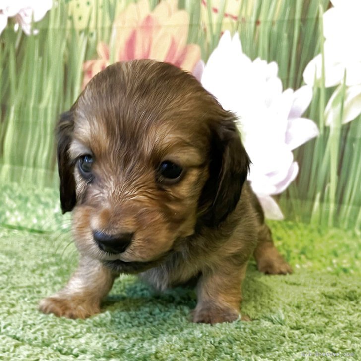 ツクシ&サクラ 様のお迎えした子犬