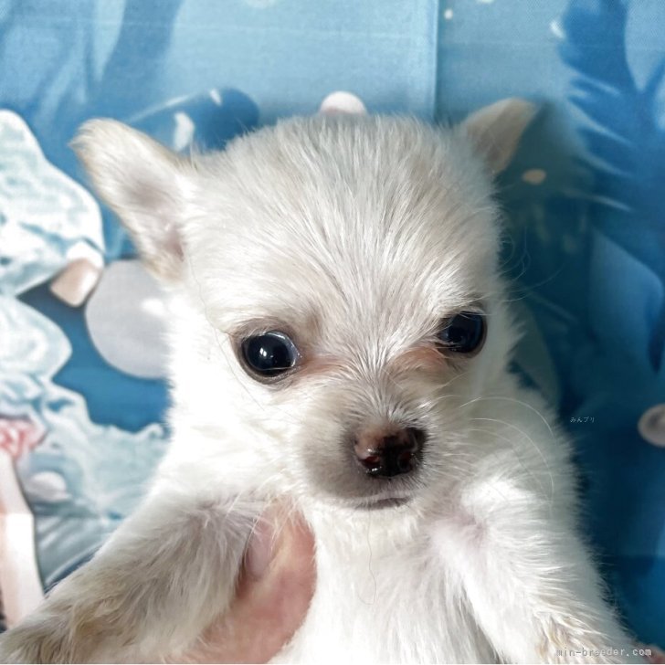 しんすけぽん 様のお迎えした子犬