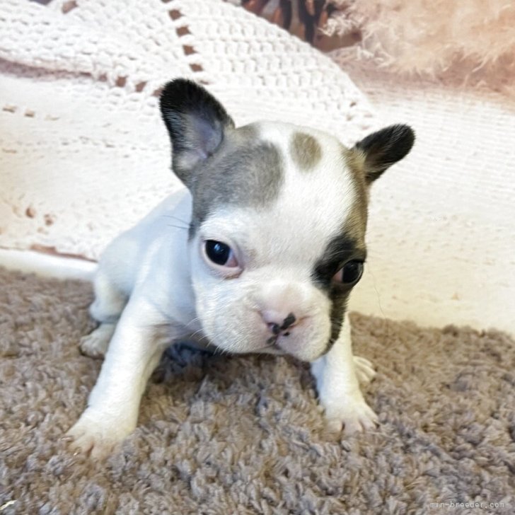 ブリーダー画像