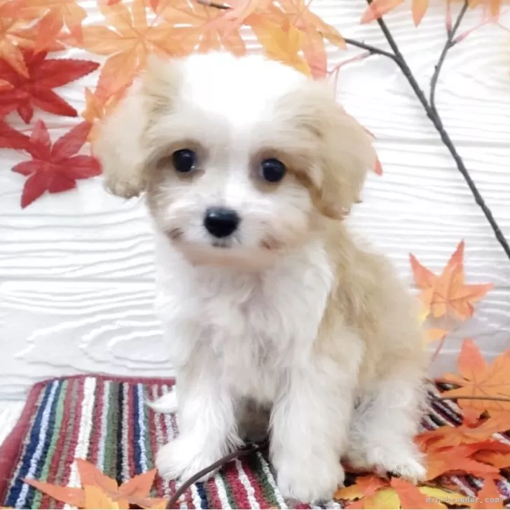 ID:2508-08374の子犬