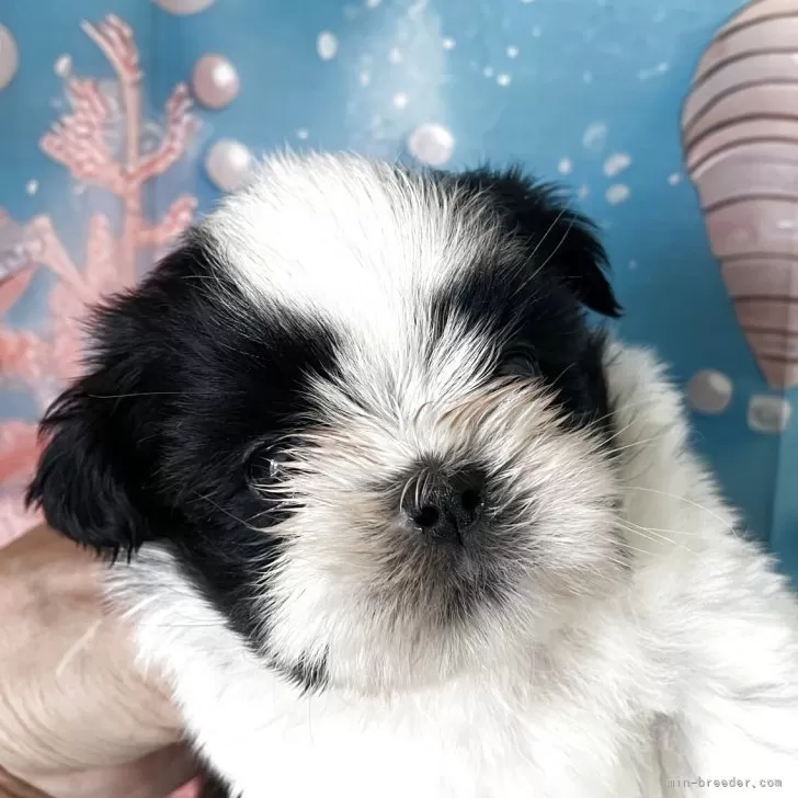 ID：2508-02138の子犬