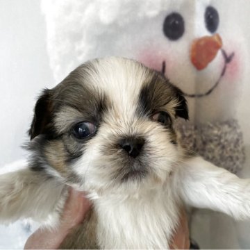 シーズー【北海道・男の子・2025年11月7日・ブラウンアンドホワイト】の写真「4頭兄妹です」