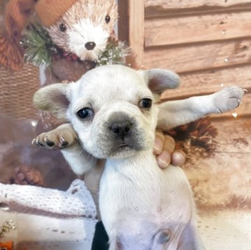 フレンチブルドッグ【北海道・男の子・2025年10月1日・クリーム】の写真「ハナペチャ可愛いです！」