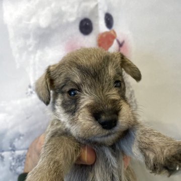 ミニチュアシュナウザー【北海道・男の子・2025年11月22日・ソルトアンドペッパー】の写真「6頭兄妹です！」