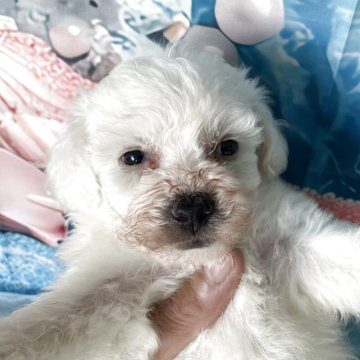 ビションフリーゼ【北海道・男の子・2025年7月8日・ホワイト】の写真「3頭兄妹で女の子は決まりました！」