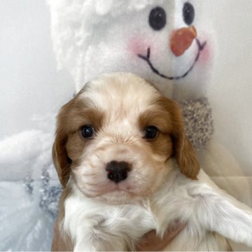 キャバリア【北海道・男の子・2025年11月10日・ブレンハイム】の写真「3頭兄妹です」