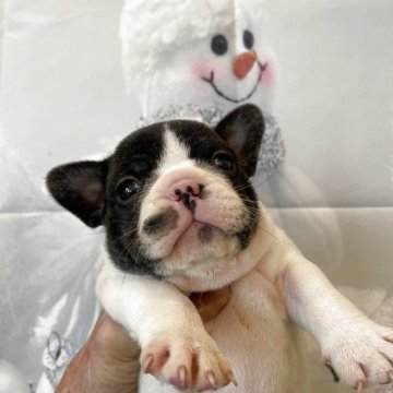 フレンチブルドッグ【北海道・男の子・2025年10月28日・パイド】の写真「可愛いです！」