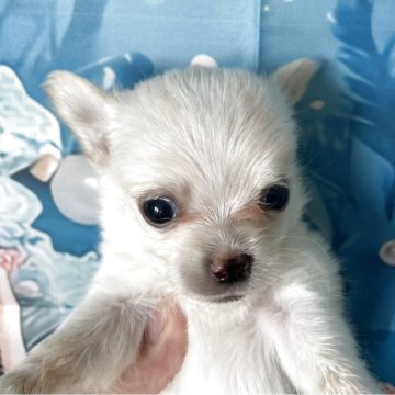 チワワ(ロング)【北海道・男の子・2025年7月7日・クリーム】の写真「5頭兄妹です」