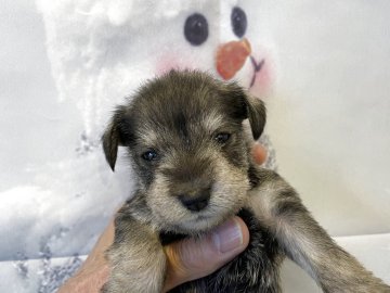 ミニチュアシュナウザー【北海道・女の子・2025年11月22日・ソルトアンドペッパー】の写真「6頭兄妹です！」