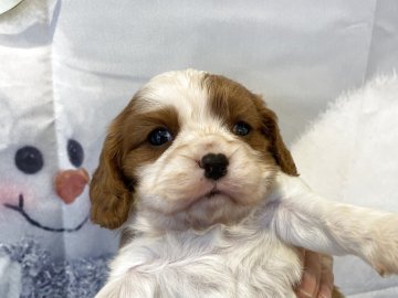 キャバリア【北海道・女の子・2025年11月21日・ブレンハイム】の写真「1頭っ子です！」