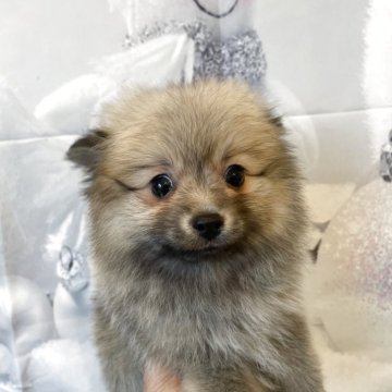 ポメラニアン【北海道・女の子・2025年9月10日・ウルフセーブル】の写真「2頭兄妹です」